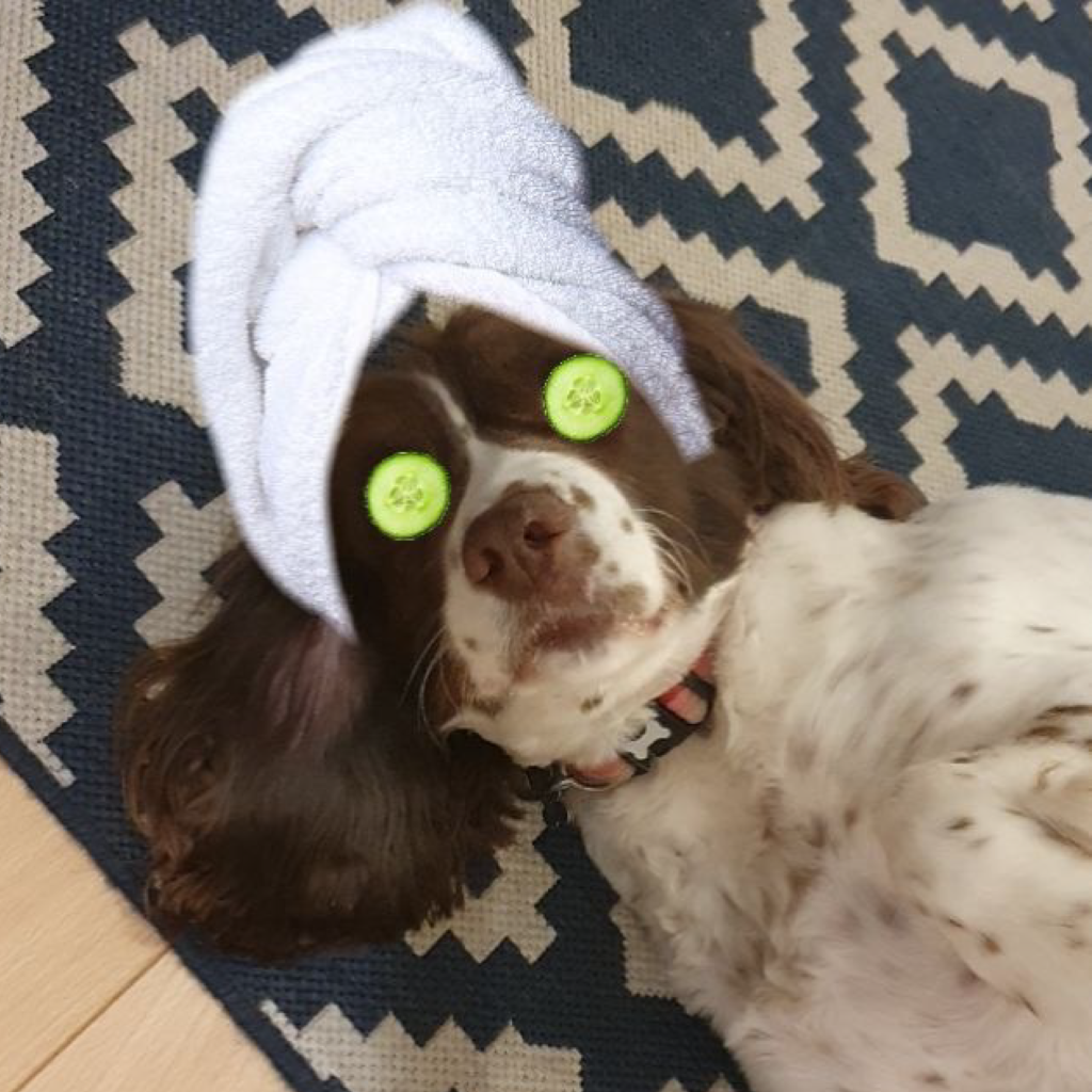 AR Pet Filter